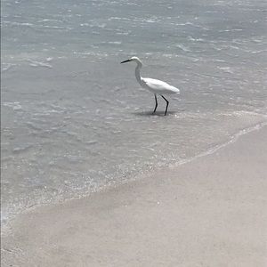 Meet your Posher, Celeste